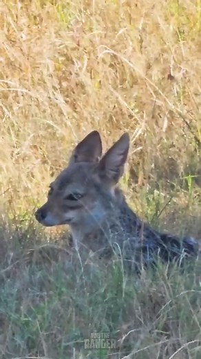 Adorable Black-Backed Jackal Spotted in the Wild