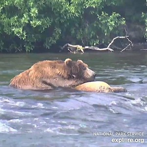 219K views · 5.2K shares | Pro-napper Lefty takes a break in the middle of the river. | explore.org | Facebook