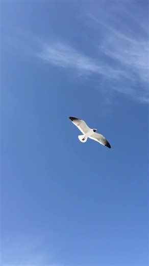 flying in the wind | seagull | on the beach #birds #seagulls #seagull #seagullwatch