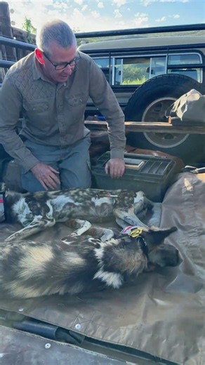 These painted wild dogs are off to make their mark in a new reserve! 🐾🌍