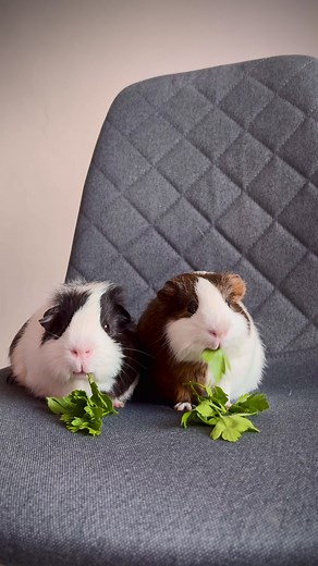 Adorable Guinea Pigs Enjoying Life to the Fullest