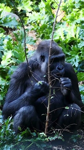 Gorilla: The Gentle Giant of the Jungle 🦍🌿 | Amazing Wildlife