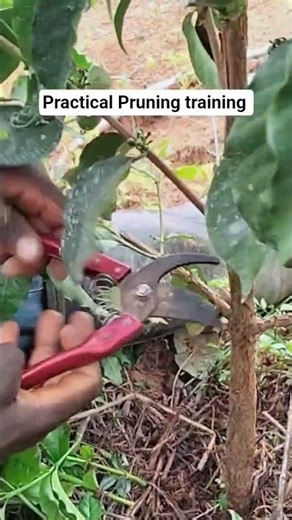 Practical Pruning training of coffee plants