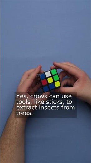 Can crows really use tools effectively?
