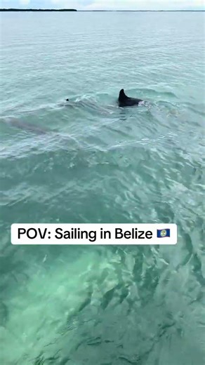 Sailing Belize was a DREAM 🐬✨ #shorts