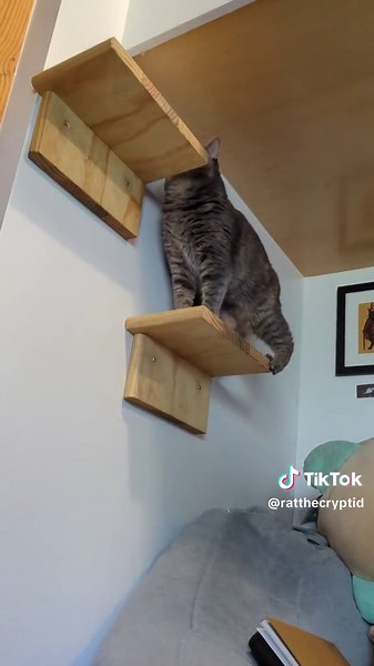 Cat Pulls Herself Up Instead of Jumping - Cryptidcore Cat Video