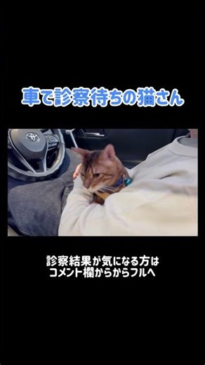 運転席に座る猫さん🚘 #shorts