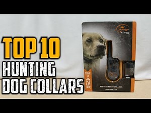 Top 10 Best Hunting Dog Collars In 2025