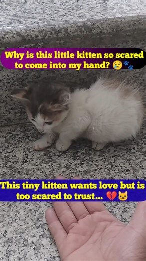 Why is this little kitten so scared to come into my hand? 😢🐾. This tiny kitten wants love but is too scared to trust… 💔🐱. #ScaredKitten #CatRescue #CuteCat #InnocentSoul #CatLove #HeartTouching #AnimalLover #KittenStory #SadCat #CatVideo #CatsOfFacebook #foryouシ #reelsvideoシ #reelsfypシ #reelschallenge #trend #trendingnow | funnyman1