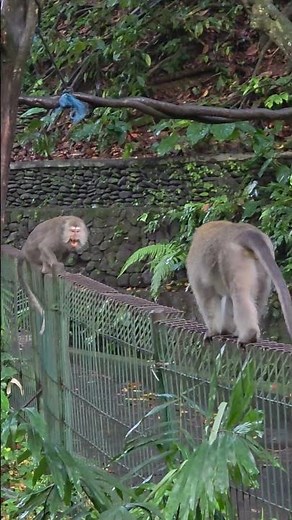 🐒🔥 Wild Monkey Fight in Ubud Monkey Forest! 😱💥 | Real Jungle Moments in Bali