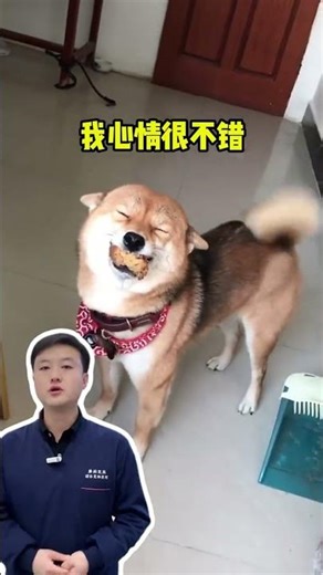 Unlock the Secrets: What Dog Behaviors Mean