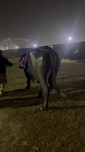 3.6M views · 20K reactions | Unloading for”Dhaka cattle expo2023” | SS Cattle Farm | Facebook
