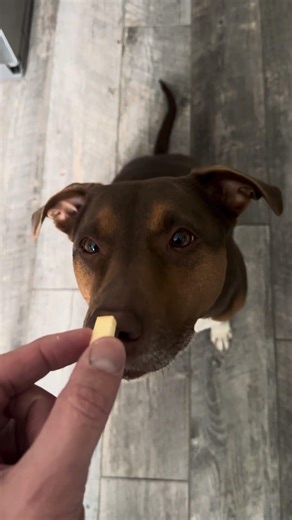 The Household Food Inspector Arrives