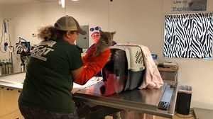 This happened so fast, we had to slow it down for you to see how quick thinking and action saved Jamie from having her face ripped to shreds by an angry bobcat and saved the kitten from having to be chased all over the hospital. You can donate to the cats at NO COST TO YOU when you select BCR as your charity on Amazon Smile and shop Smile.Amazon.com instead of Amazon.com. It is exactly the same as regular Amazon EXCEPT when you use the Smile URL Amazon donates .5% of your purchase to BCR. Adds u