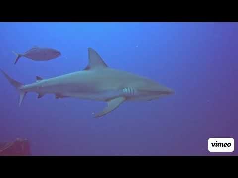 BEST Key Largo Scuba Diving Sites