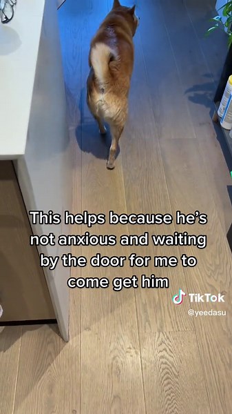 Shiba Inu's Smarts: Training Your Dog to Wait