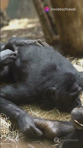 Chimpanzees Show Altruism: A Heartwarming Fact!