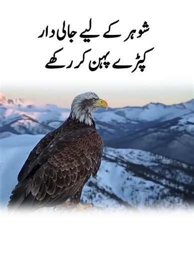 Majestic eagle perched on mountain peak