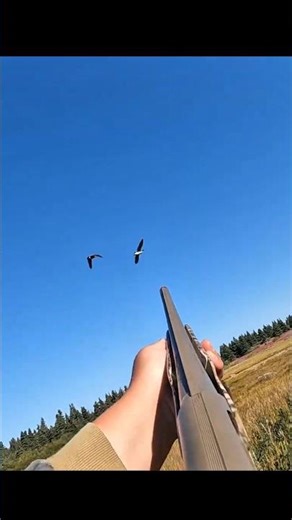 Two Goose Down #goose #geese #hunting #shorts #video