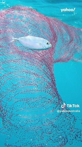 Exclusive Insight into Squid Reproduction in the Sea