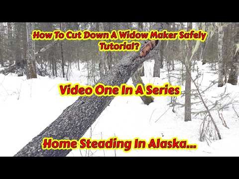 Homesteading In Alaska | Safe Tree Removal | Basic Tree Cutting Tutorial | How To Cut A Leaning Tree