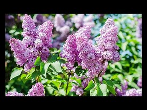 How to plant a bareroot Lilac