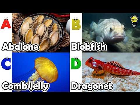 Learn Ocean Animal Names | ABC Sea Animals song | Most Popular Sea Creatures | Alphabets Kids Song