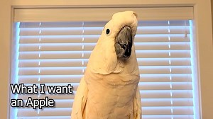 Vocal Cockatoo Throws Loud Tantrum Over an Apple
