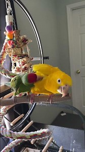 golden Conure talking
