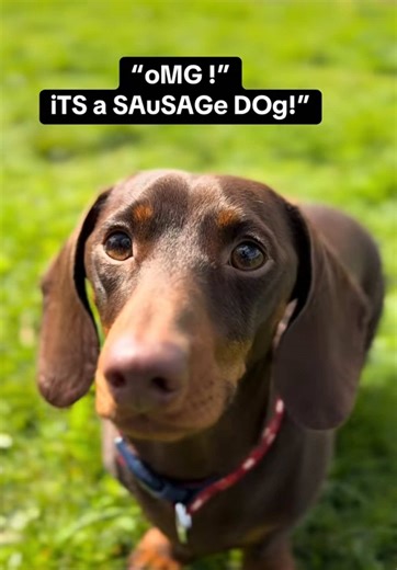 Miniature Dachshund Highlights: Funny Moments Compilation
