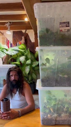 Good evening earthlings!I do Hope you are all well apart from the imminent return to work tomorrow…As you may know I am having a real life plant sale at my house on the 1st of July 2023 and have spent the last two nights (yes, until 3am) potting up my prop boxes in order to deliver an even larger array of tropical beauties! Initial excitement from seeing an array of over 400 plants quickly turned to dismay as I have refilled the entire greenhouse more brimming than before. In fact it is nearly i