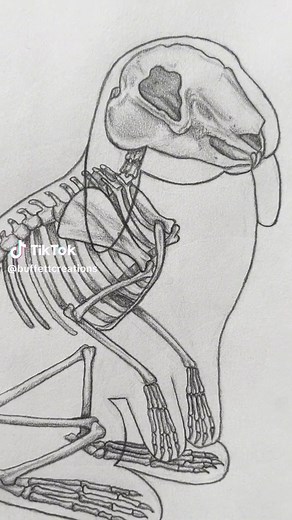 Bunny Skeleton Sketchbook Drawing | Artistic Oddities and Curiosities