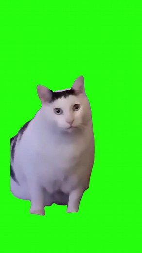 Perplexed Cat Memes Compilation