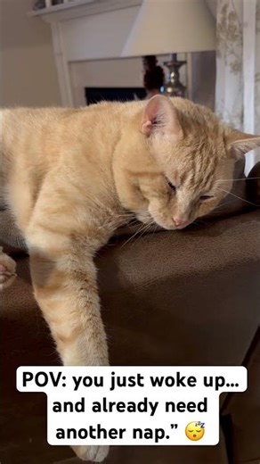 Energy level: 1%. Attitude: 100%. #catshorts #funnycats #mood