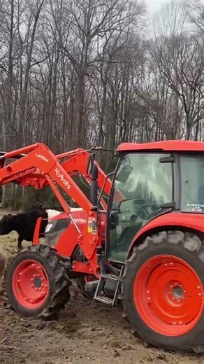 #countrymusic #music #cattle #countrylife #farming #tractor #hay Cows are hungry this morning