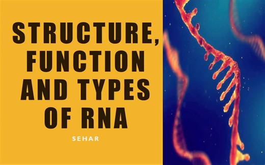一个视频带你看懂RNA的结构、功能和类型