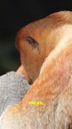 Weirdest Animals Caught on Camera… You Won’t Believe They Exist! part 1