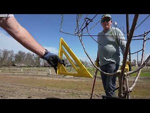 How to Prune First Year Almond Trees