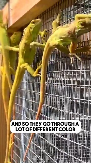 1.1K views · 17 reactions | Check out these Hypomelanistic iguanas, and learn about how their color changes over time. | Florida Iguana and Tortoise Breeders | Facebook