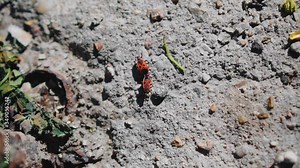 Two red insects are crawling on a rock in the forest. Shooting from above
