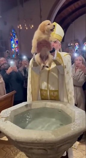 Priest Baptizes Dog — Then Chaos Happens! 🐶⛪😂 Funniest Church Moment Ever