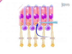 Postsynaptic Recordings at Afferent Dendrites Contacting Cochlear Inner Hair Cells: Monitoring Multivesicular Release at a Ribbon Synapse