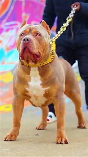 #Pitbull #AmericanPitbull #DogLovers #PitbullPuppy #DangerousDogs #CuteDogs #DogTraining