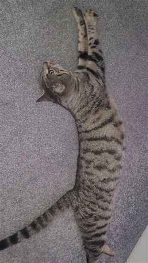 Caught you smiling Finn The Cat #FinnTheCat #stretchy cat #smily cat #cat