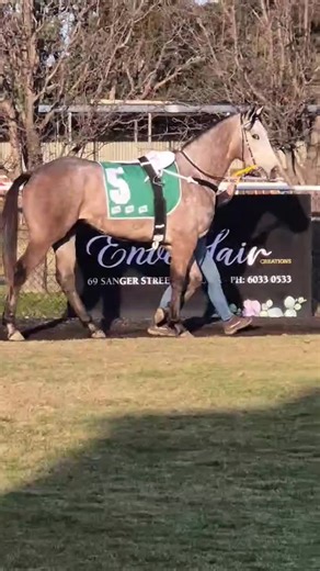 Seasmoke's Promising First Day at the Races