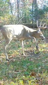 64K views · 42 reactions | Do mature bucks use HODAG HempScent Rope Scrapes? The proof is in our video, both from our personal properties and from thousands of customers who use HODAG Products to put more deer, including mature bucks, in-front of their cameras and stands. There's those out there that will tell you mature bucks won't use rope scrapes, and that just isn't true. Inventory. Pattern. Hunt. www.hodagoutdoors.com | HODAG Outdoors | Facebook