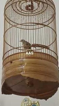 branjangan Java tembakan 4 bulan