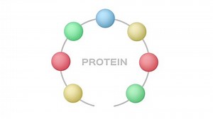 digestion of protein graphic animation / protein peptide amino acid