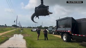 Animal control officers in Texas use trash truck to remove 12-foot alligator | VIDEO