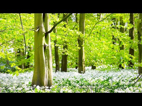 Música de Curación con Ondas Positivas para Sanar el Cuerpo, la Mente y el Alma